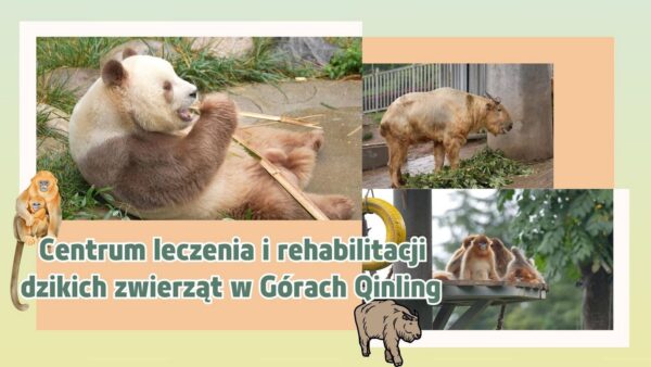 Centrum leczenia i rehabilitacji dzikich zwierząt w Górach Qinling