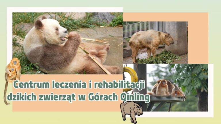 Centrum leczenia i rehabilitacji dzikich zwierząt w Górach Qinling
